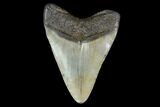 Fossil Megalodon Tooth - North Carolina #129957-1